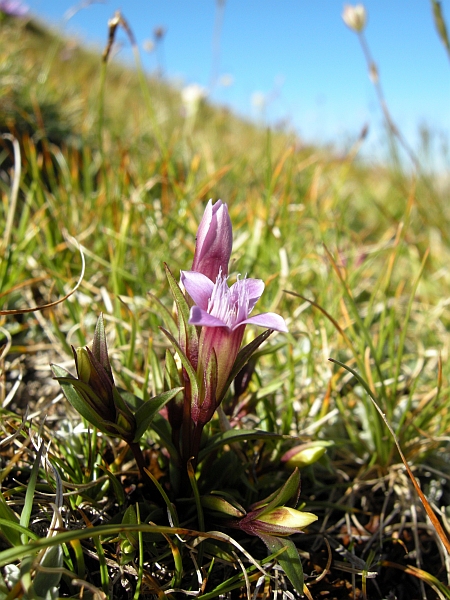 Gentianella columnae o campestris? Gentianella columnae